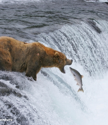 Brown Bears in Katmai National Park and Preserve