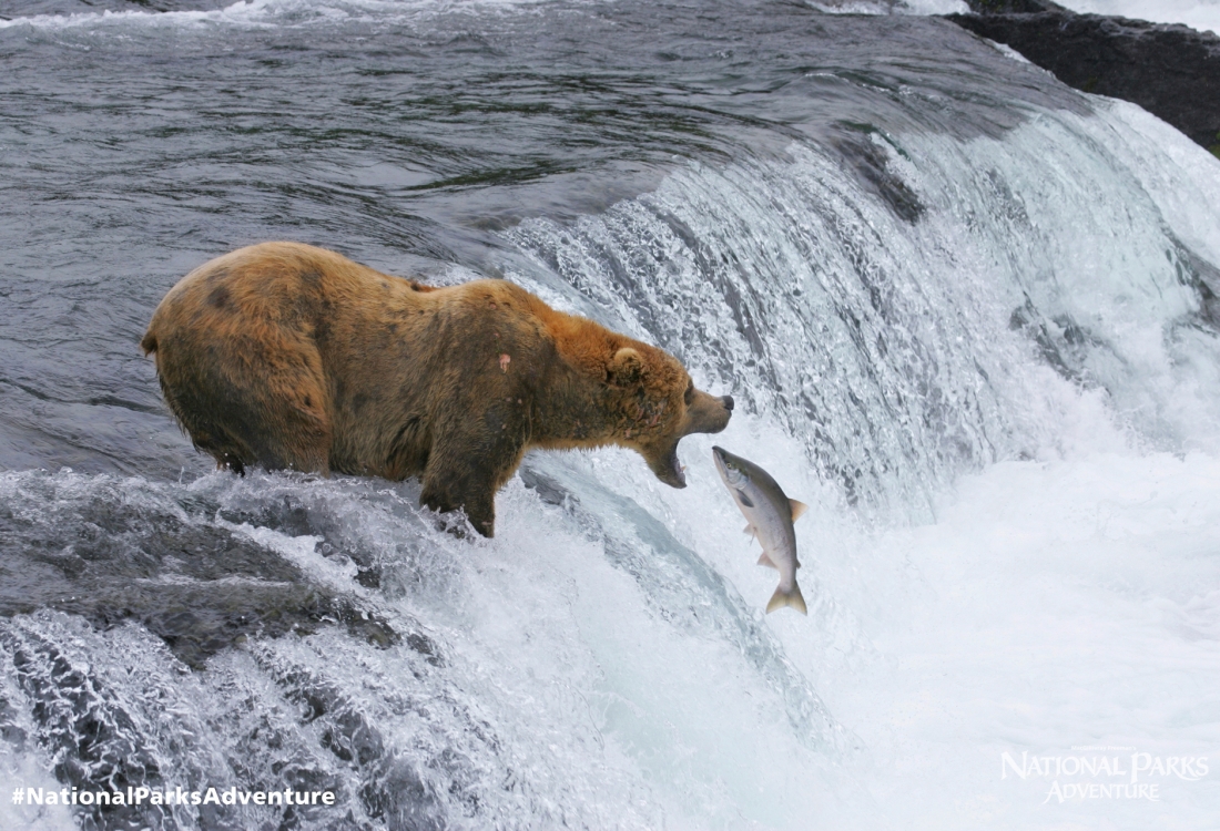 Brown Bears in Katmai National Park and Preserve
